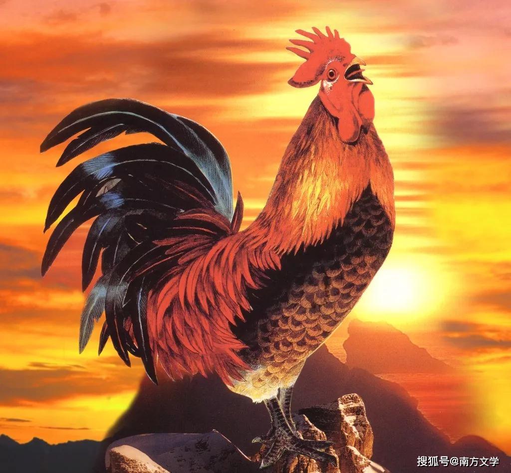 南方生肖文化，全面解析与落实