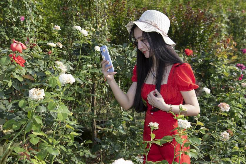 貌美如花，揭秘如何选择并落实正确的生肖