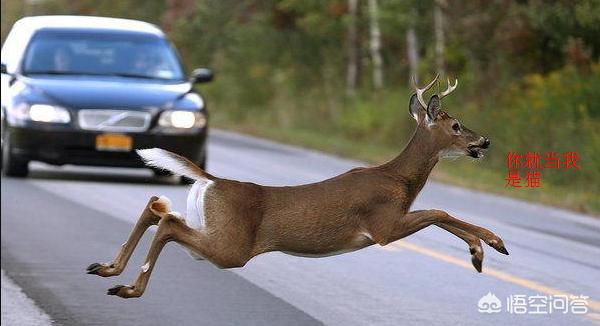奔车朽索猜一动物，正确解释与落实