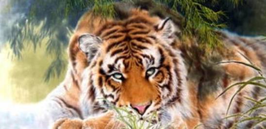 死灰复燃的生肖，一语中的，全面解析