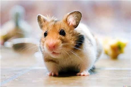 方寸不乱，揭秘最佳生肖—鼠的智慧与策略