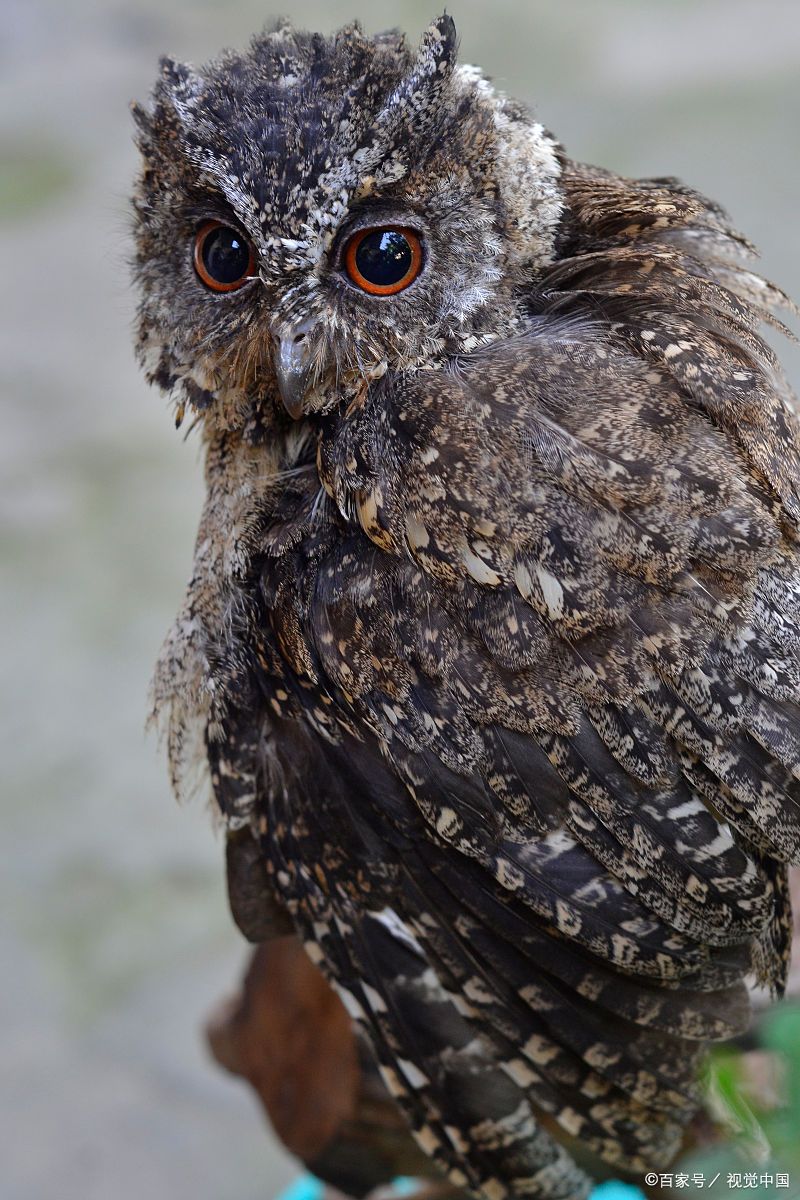 夜不能寐猜一动物，探秘猫头鹰的神秘世界