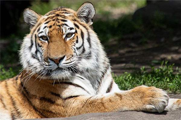 无精打采的生肖迷思，一场误导解释的落实与文化反思