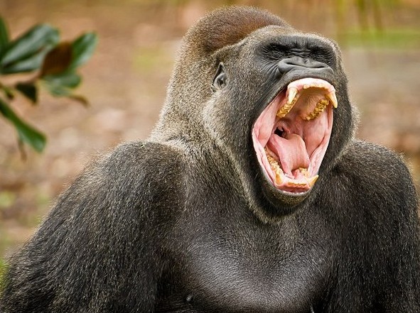 滚瓜溜油猜一动物，采民作答落实解释