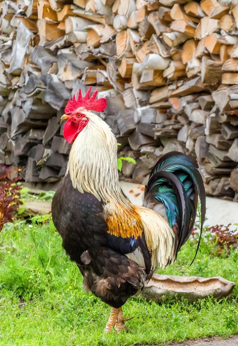 不同凡响的生肖，龙—落实相信的象征