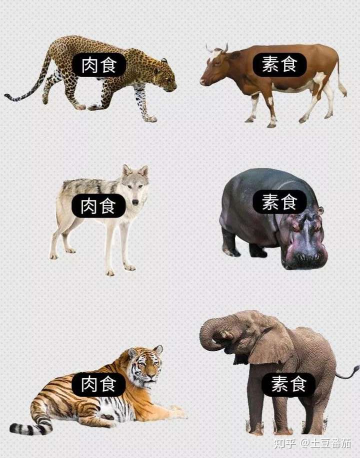 三餐不饱猜一动物，喜欢作答落实解释