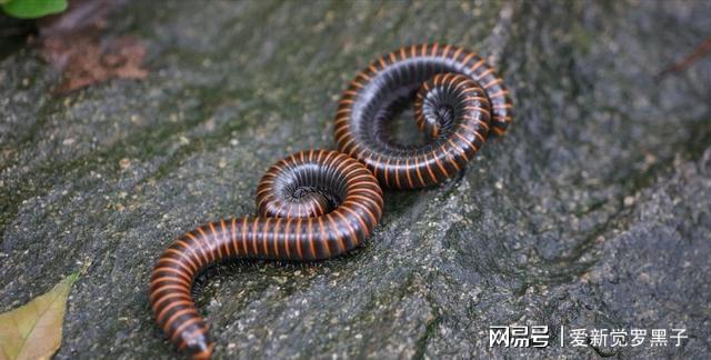 蜈蚣是什么生肖，喜欢作答落实解释