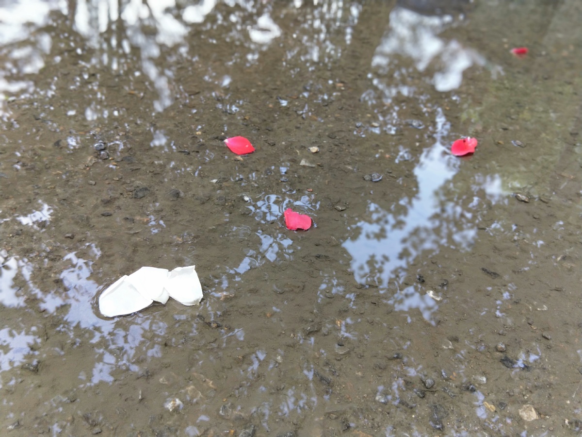 落花流水猜一动物，谁来落实解答？