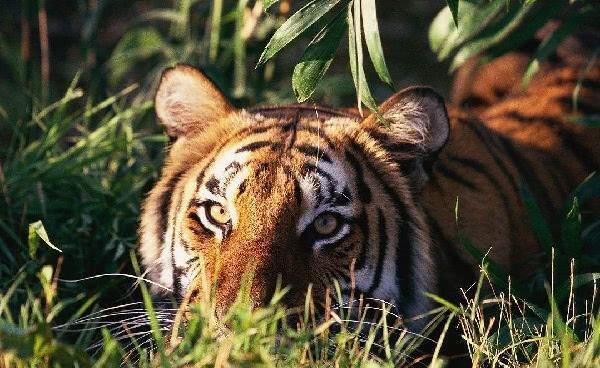 虎的克星，谜底即将揭晓