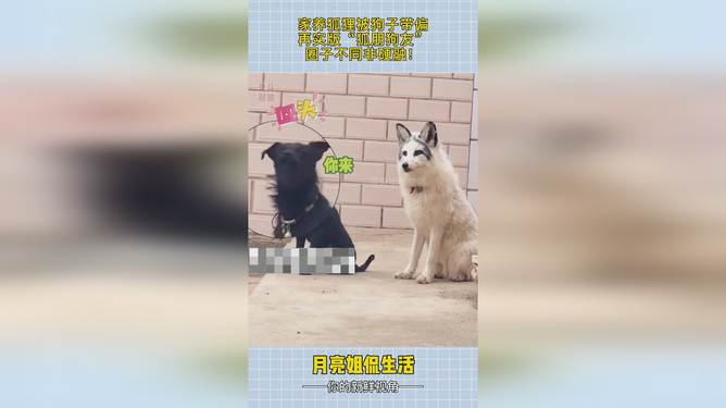 狐朋狗友是什么生肖，的温馨解析与文化解答