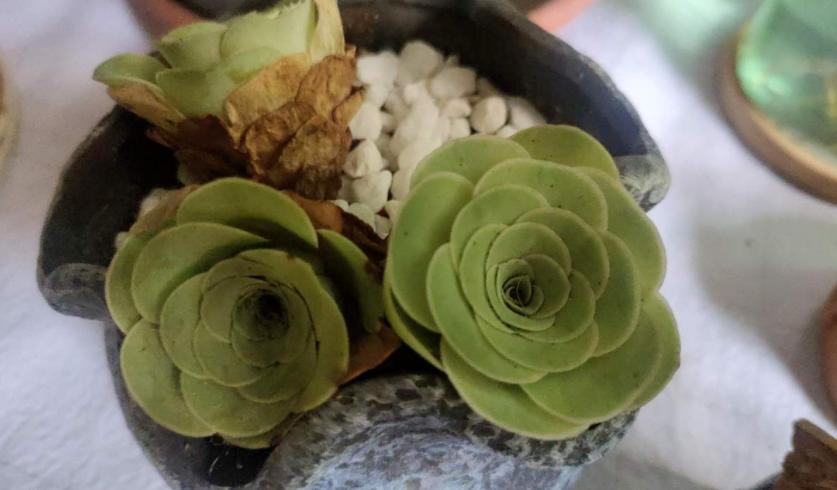 心如古井是指什么生肖，选择解释落实