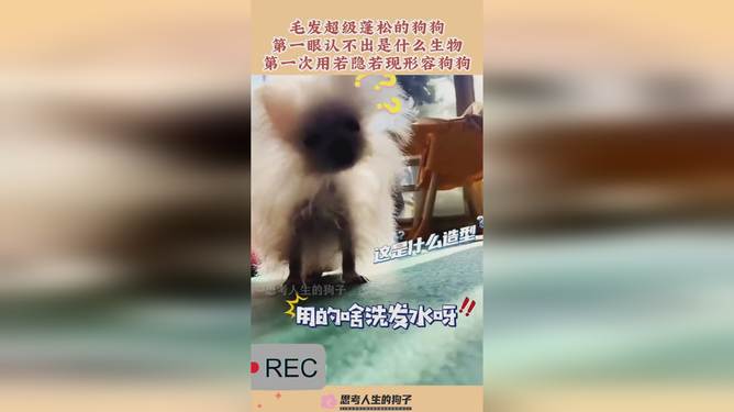 若隐若现打一生肖动物，的社会进步与文化解析