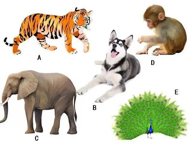 勾三搭四猜一动物，热议作答落实解释