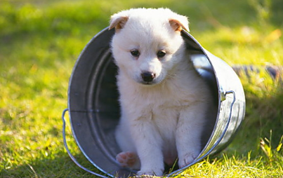 十二生肖中，狗与哪些生肖最相配？专业解析来啦！