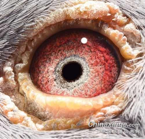 探秘两眼墨黑背后的生肖奥秘 探秘两眼墨黑背后的生肖奥秘