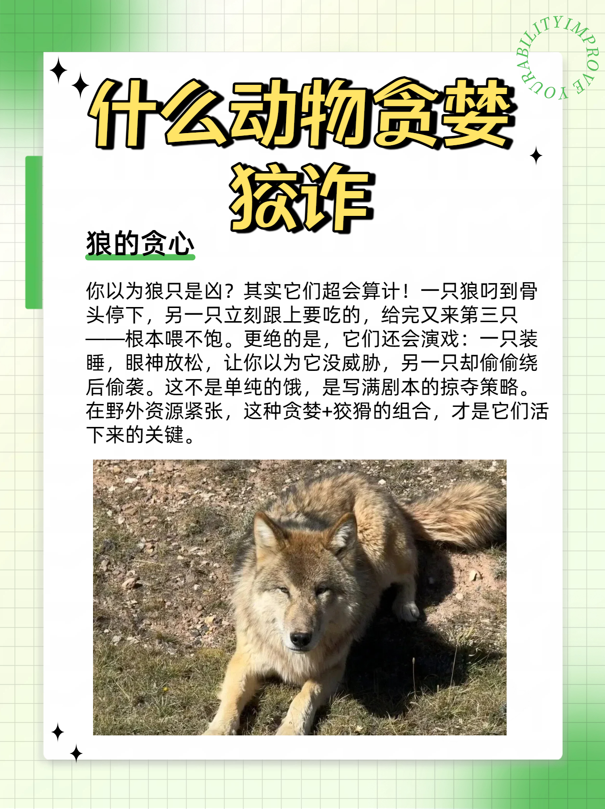 贪荣慕利猜一动物，全面解析与落实