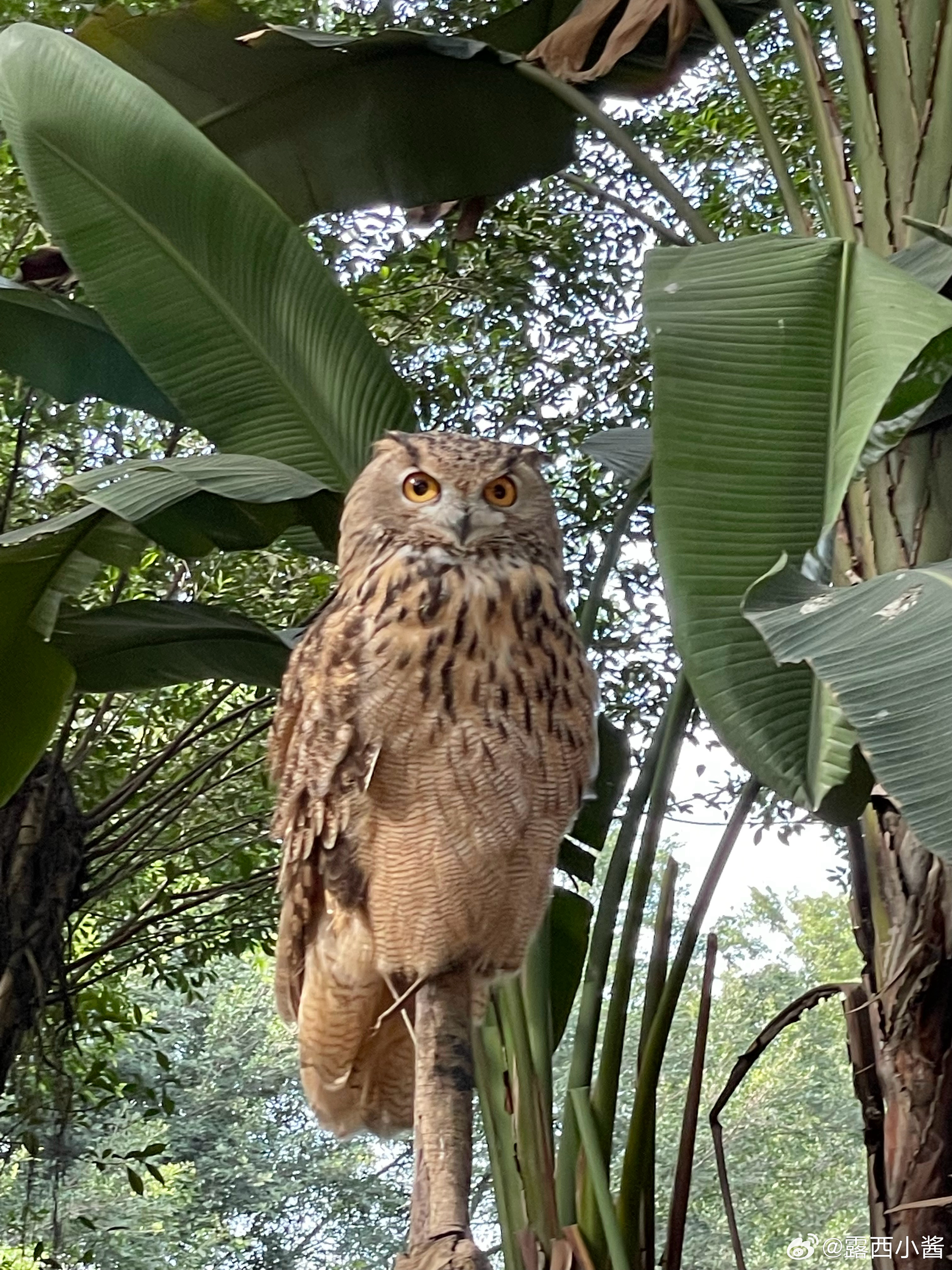 来去自如声飞扬猜一动物，成就解释落实