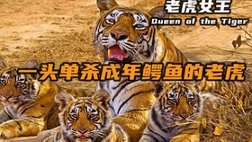 虎视眈眈，生肖中的隐秘寓意