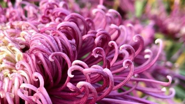 姹紫嫣红映生肖，社会进步与文化解析的绚烂篇章