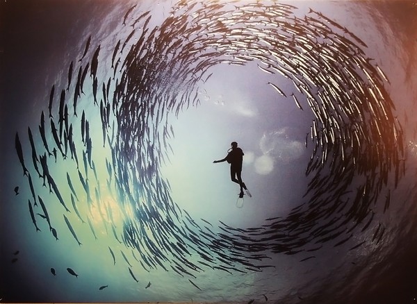 探寻大海一针背后的生肖奥秘 探寻大海一针背后的生肖奥秘