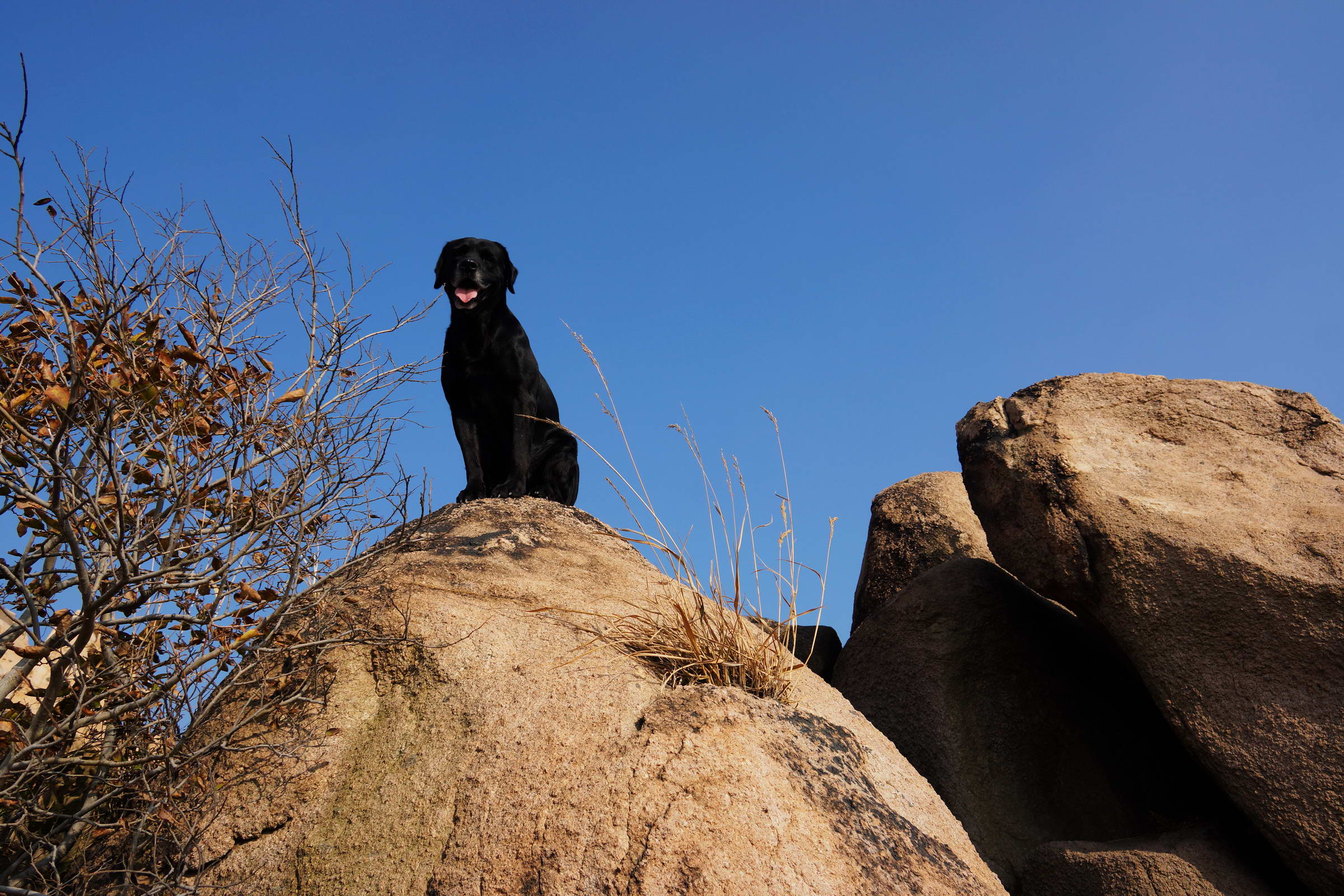 居高临下猜一动物，通常解释落实