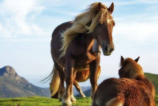 谜语解析，一马平川与生肖的奇妙联系