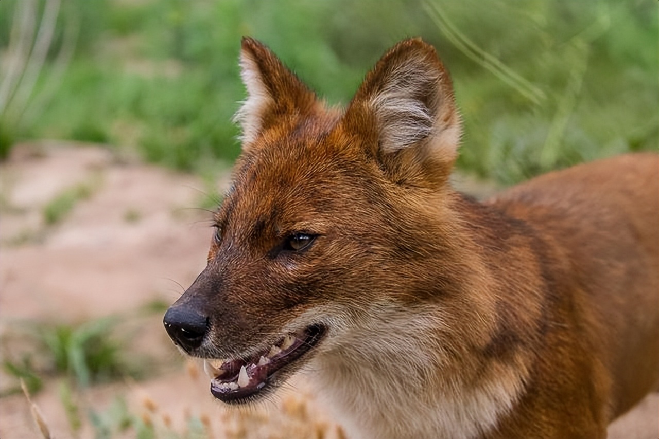 豺狼当道打一正确生肖，真相解释落实