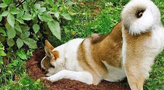 揭秘狗仗人势背后的生肖奥秘,探寻它的真正含义 揭秘狗仗人势背后的生肖奥秘,探寻它的真正含义