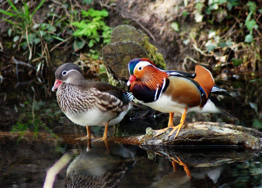 难割难舍的深情—探寻鸳鸯的象征意义
