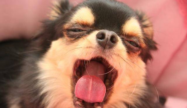 尔虞我诈猜一最佳生肖，深度解析与智慧思考