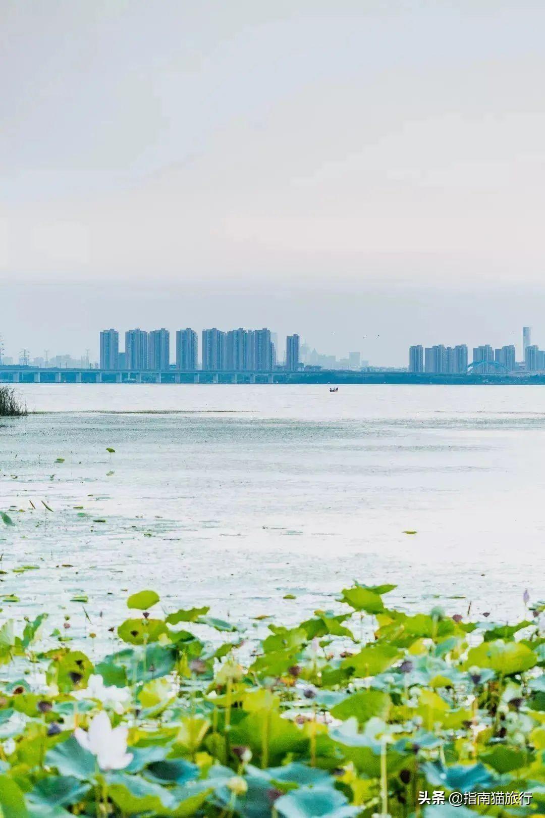 睡字与生肖的奇妙联结，一场热议的深度解析