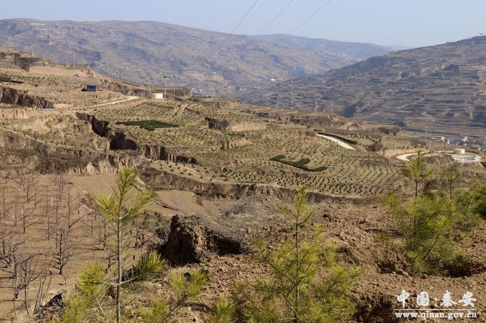 兔子与哪些生肖相冲，精选解析与落实的详细结果