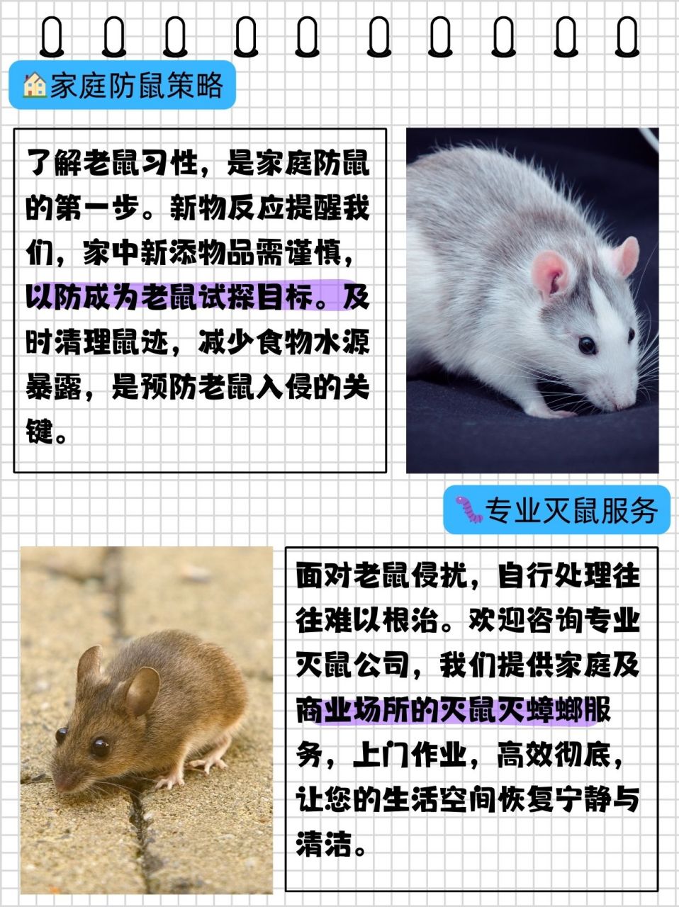 笑谈人生与团结的生肖智慧—以鼠为例