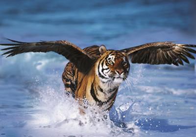 如虎添翼，揭秘正确生肖背后的实证与落实