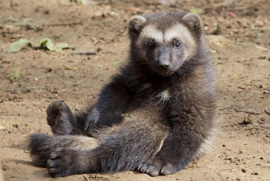 谜语揭秘，水送山迎猜一动物—灵猴跃动