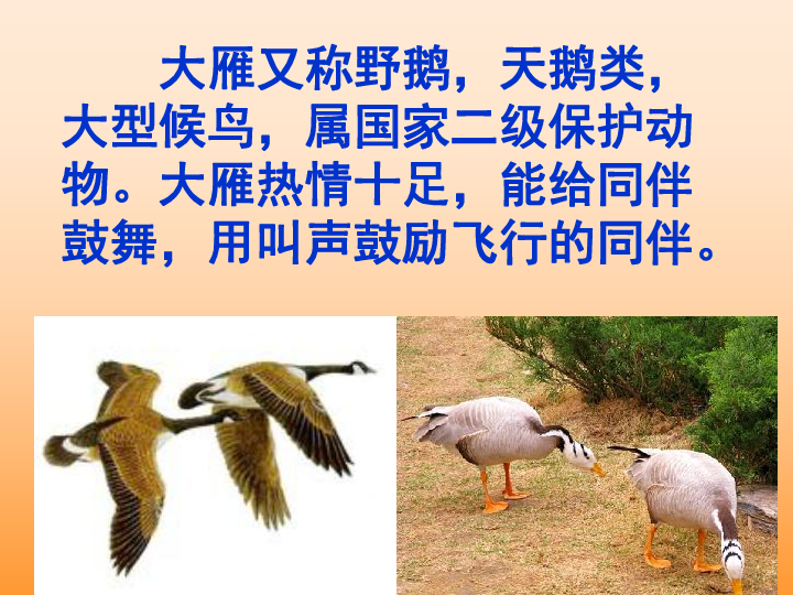 惊弓之鸟猜一生肖?谁来落实解答？