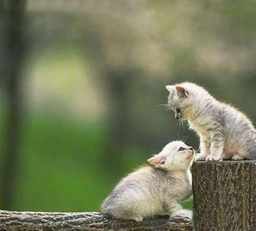 挖空心思猜猜一动物，谁来落实解答？