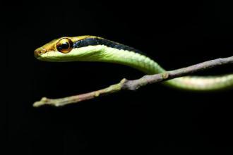 七嘴八舌猜一生肖，一场智慧与趣味的盛宴