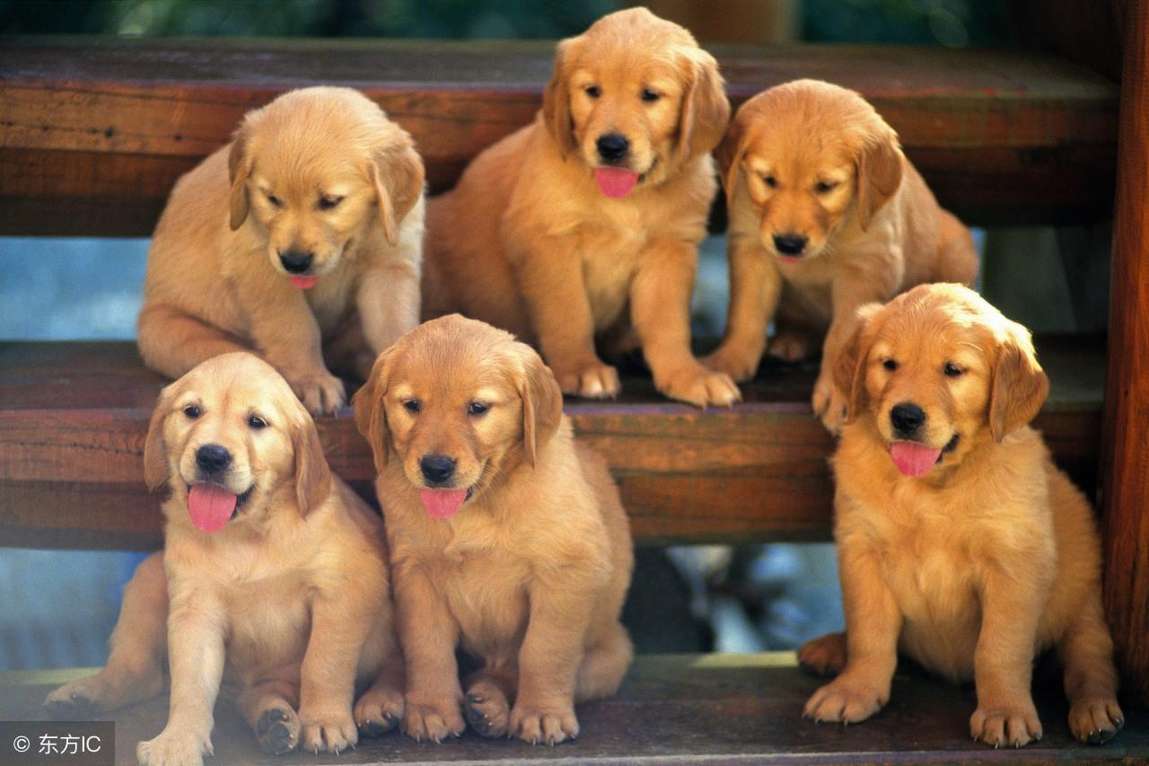 八难三灾与生肖之舞，探索和谐共生的智慧