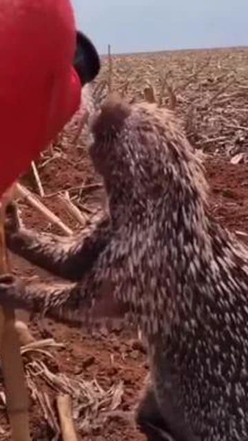 满腔热忱猜一动物,深度解析与智慧思考 满腔热忱猜一动物,深度解析与智慧思考