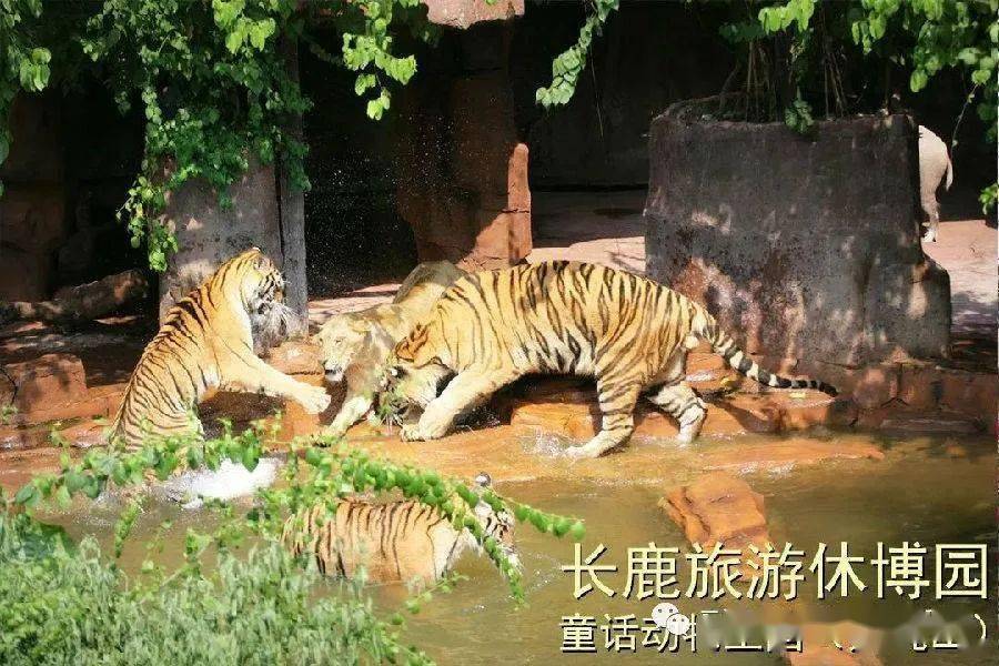 天南地北是指什么生肖，团结解释落实