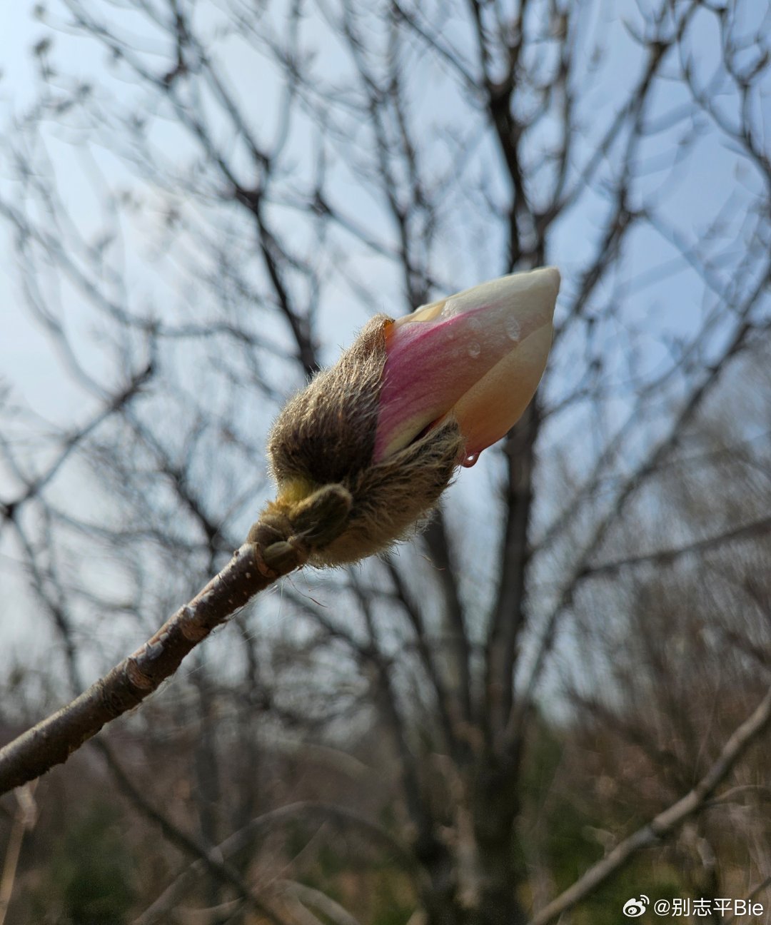 含苞欲放猜一动物，正确解释与落实
