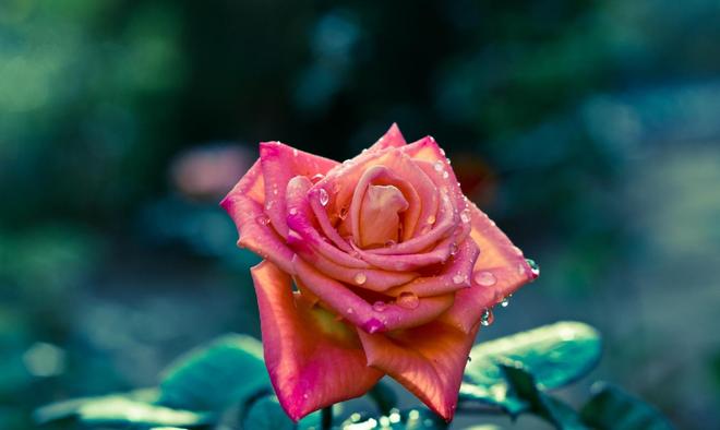 空话连篇打一生肖，从言到行的积极转变