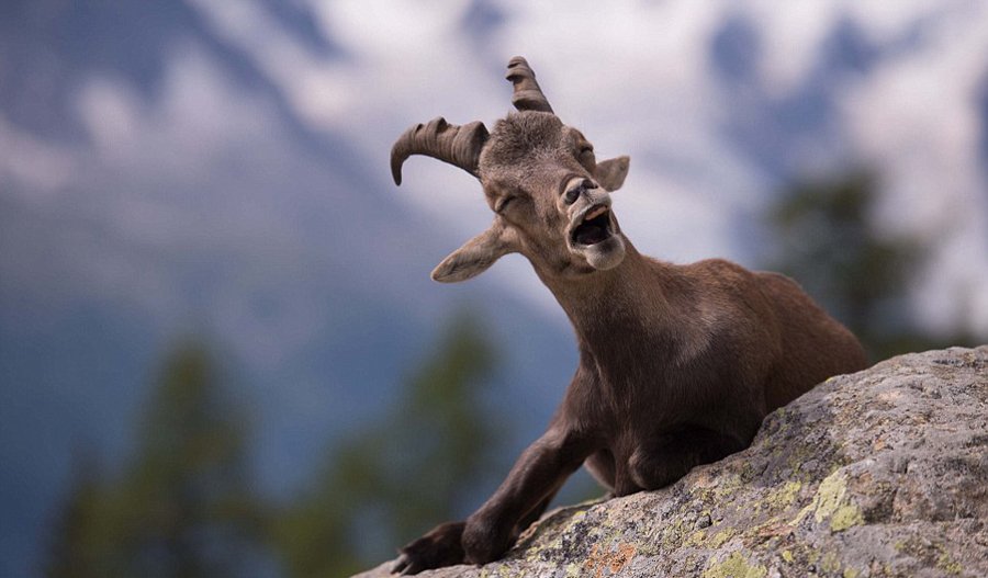 地上走来水上游，揭秘动物界的双栖奇才—水獭