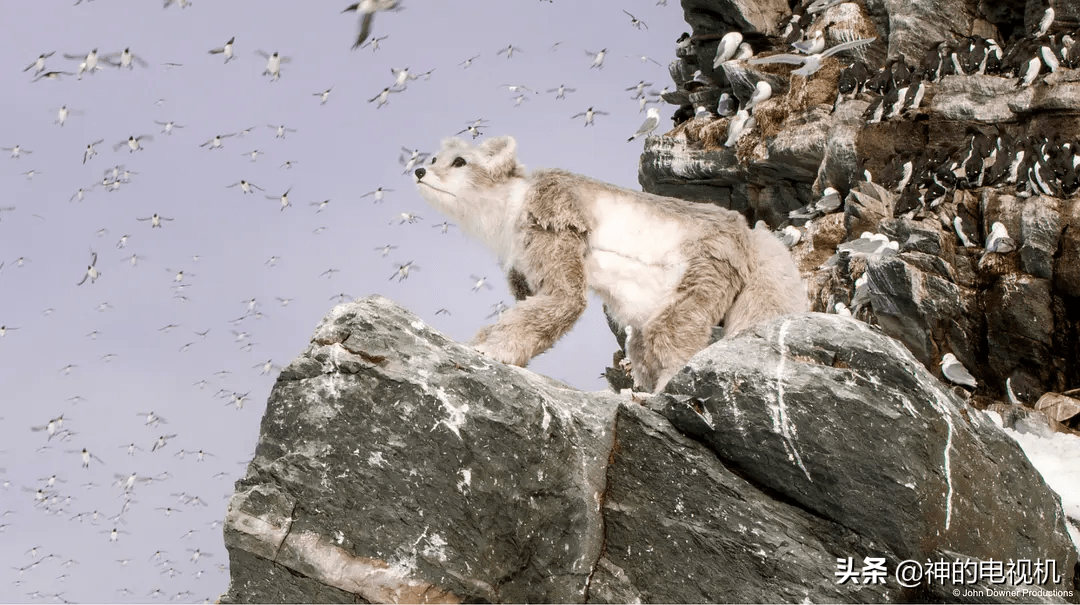 飞黄腾达，探寻动物界的飞跃奇迹