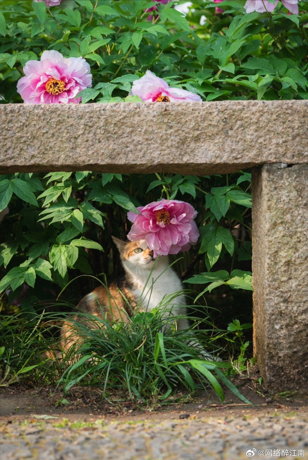 二前惆怅十牡丹猜一动物，选择解释落实