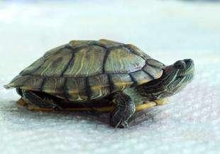 长命百岁猜一动物，积极解释与落实的转变