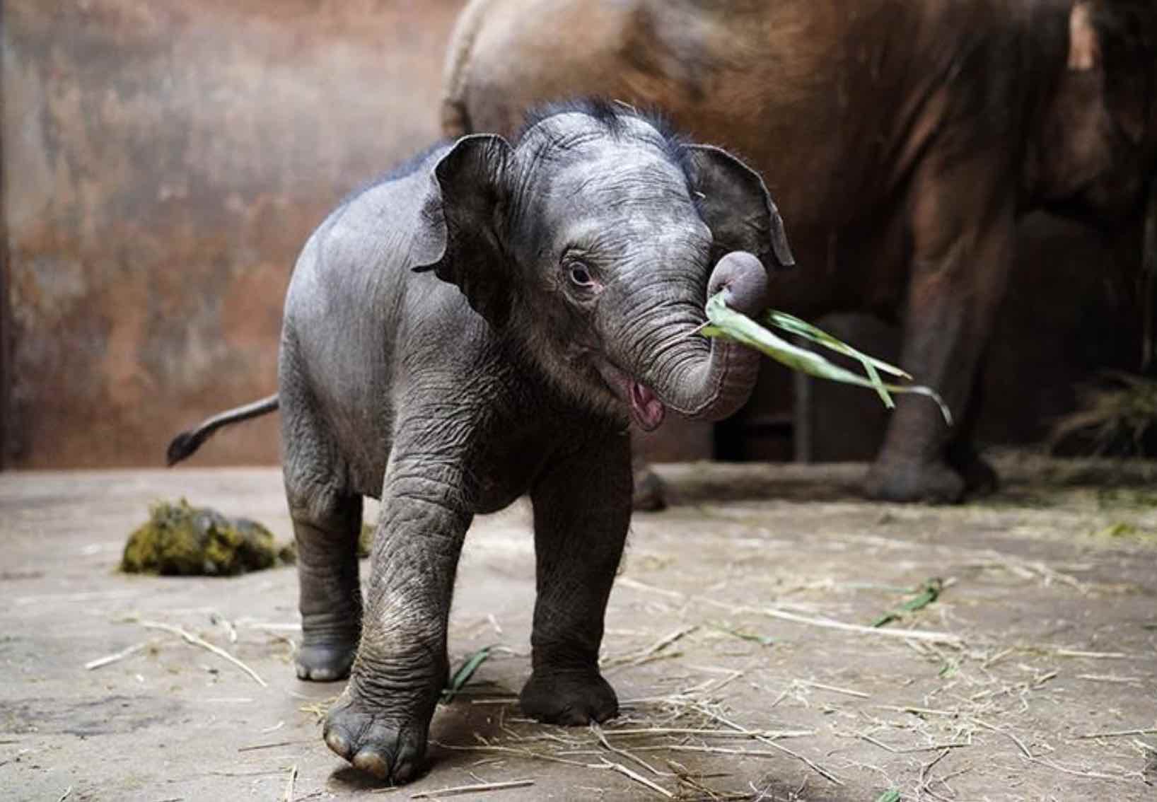 喧嚣一时猜一动物，正确解释与落实
