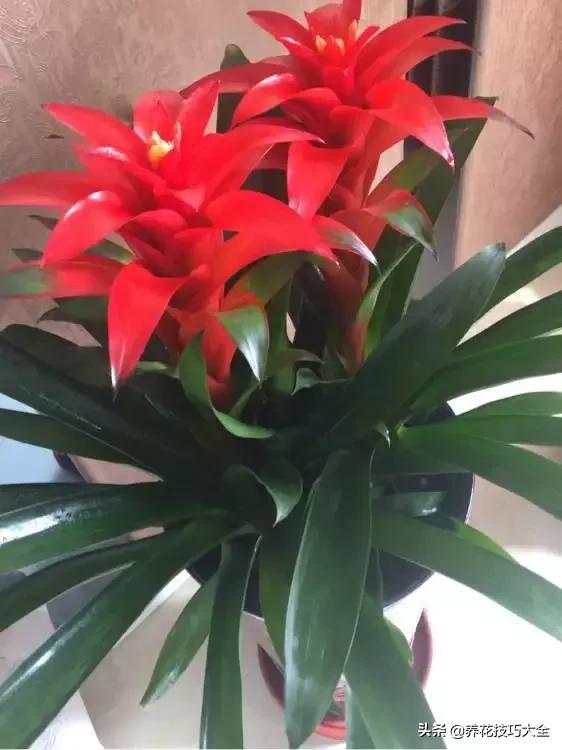 北方生肖是指哪个生肖，成就解释落实