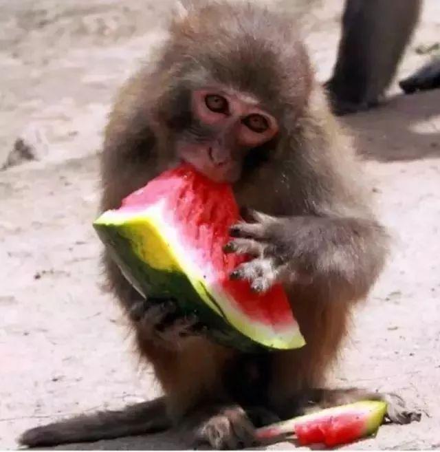 一鸣惊人背后的智慧，从猜动物到积极行动的完美融合